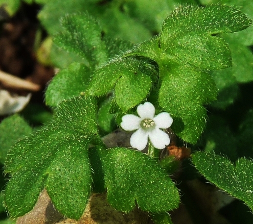 {Nemophila aphylla}